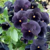 50 Black Pansy Clear Crystals Viola Wittrockiana Flower Seeds - Biennial - Image 1