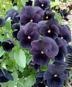 50 Black Pansy Clear Crystals Viola Wittrockiana Flower Seeds - Biennial - Image 1