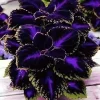 50+ Black Purple Coleus Seeds – Bold Foliage Plant – Easy-to-Grow Garden - Image 1
