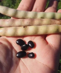 50 Black Turtle Bush Bean Seeds - Phaseolus Vulgaris Vegetable Seeds - Image 2