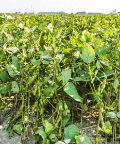 50 Black Turtle Bush Bean Seeds - Phaseolus Vulgaris Vegetable Seeds - Image 3