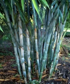 50 Blue Bamboo Seeds - Clumping Shade Privacy Plant - Exotic Perennial - Image 2
