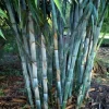 50 Blue Bamboo Seeds - Clumping Shade Privacy Plant - Exotic Perennial - Image 1