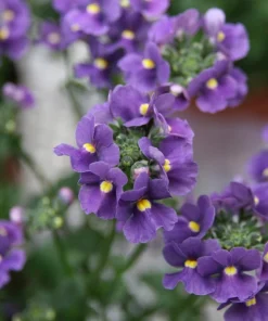 50 Blue Gem Nemesia Strumosa Flower Seeds - Vibrant Annual Blooms - Image 2