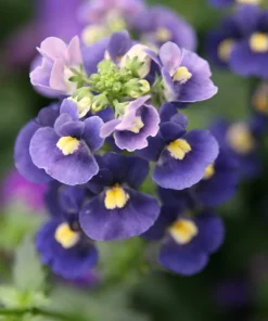 50 Blue Gem Nemesia Strumosa Flower Seeds - Vibrant Annual Blooms - Image 3