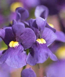 50 Blue Gem Nemesia Strumosa Flower Seeds - Vibrant Annual Blooms - Image 4