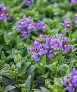 50 Blue Gem Nemesia Strumosa Flower Seeds - Vibrant Annual Blooms - Image 5