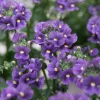 50 Blue Gem Nemesia Strumosa Flower Seeds - Vibrant Annual Blooms - Image 1