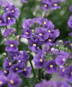 50 Blue Gem Nemesia Strumosa Flower Seeds - Vibrant Annual Blooms - Image 1