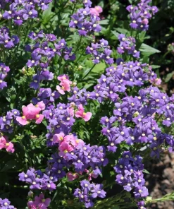 50 Blue Gem Nemesia Strumosa Flower Seeds - Vibrant Annual Blooms - Image 6