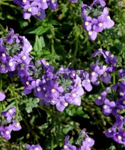 50 Blue Gem Nemesia Strumosa Flower Seeds - Vibrant Annual Blooms - Image 7