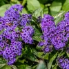 50 Blue Marine Heliotrope Flower Seeds - Fragrant, Attracts Pollinators - Image 1