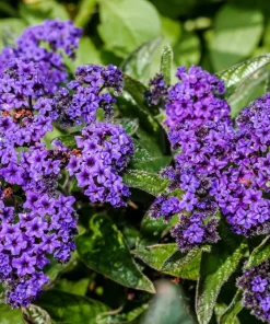 50 Blue Marine Heliotrope Flower Seeds - Fragrant, Attracts Pollinators - Image 1