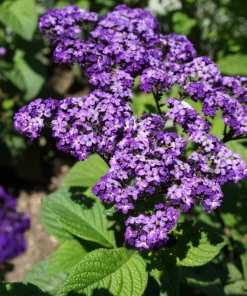 50 Blue Marine Heliotrope Flower Seeds - Fragrant, Attracts Pollinators - Image 10