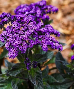 50 Blue Marine Heliotrope Flower Seeds - Fragrant, Attracts Pollinators - Image 2