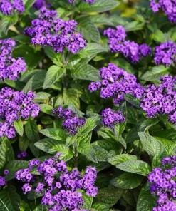 50 Blue Marine Heliotrope Flower Seeds - Fragrant, Attracts Pollinators - Image 3