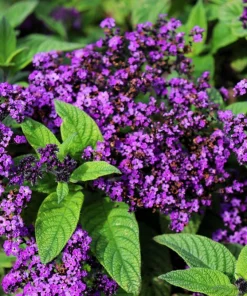 50 Blue Marine Heliotrope Flower Seeds - Fragrant, Attracts Pollinators - Image 4