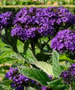 50 Blue Marine Heliotrope Flower Seeds - Fragrant, Attracts Pollinators - Image 5