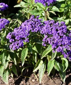 50 Blue Marine Heliotrope Flower Seeds - Fragrant, Attracts Pollinators - Image 6