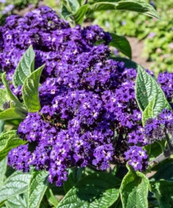 50 Blue Marine Heliotrope Flower Seeds - Fragrant, Attracts Pollinators - Image 7