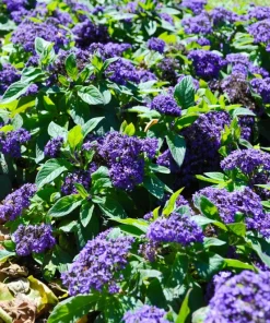 50 Blue Marine Heliotrope Flower Seeds - Fragrant, Attracts Pollinators - Image 8