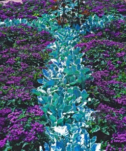 50 Blue Marine Heliotrope Flower Seeds - Fragrant, Attracts Pollinators - Image 9