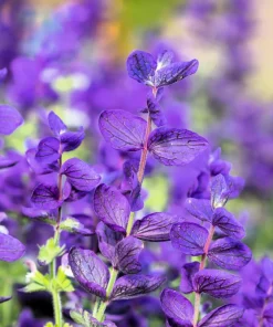 50 Blue Monday Clary Sage Seeds - Salvia Viridis Horminum Flower Seeds - Image 10