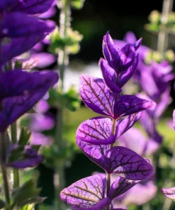 50 Blue Monday Clary Sage Seeds - Salvia Viridis Horminum Flower Seeds - Image 11