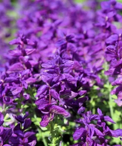 50 Blue Monday Clary Sage Seeds - Salvia Viridis Horminum Flower Seeds - Image 4