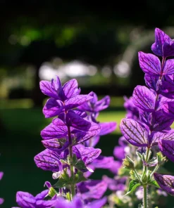 50 Blue Monday Clary Sage Seeds - Salvia Viridis Horminum Flower Seeds - Image 5