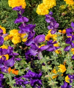 50 Blue Monday Clary Sage Seeds - Salvia Viridis Horminum Flower Seeds - Image 6