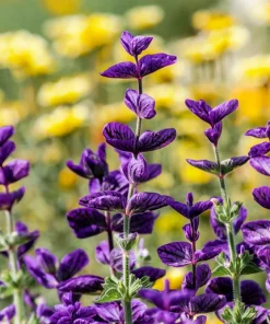 50 Blue Monday Clary Sage Seeds - Salvia Viridis Horminum Flower Seeds - Image 7