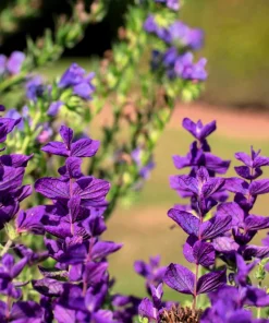 50 Blue Monday Clary Sage Seeds - Salvia Viridis Horminum Flower Seeds - Image 8