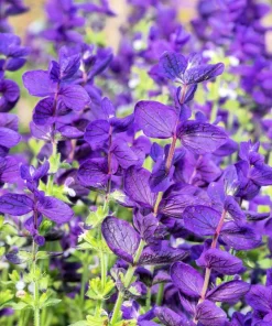 50 Blue Monday Clary Sage Seeds - Salvia Viridis Horminum Flower Seeds - Image 9