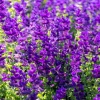 50 Blue Monday Clary Sage Seeds - Salvia Viridis Horminum Flower Seeds - Image 1