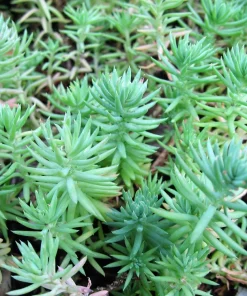 50 Blue Spruce Sedum Reflexum Succulent Stonecrop Goldmoss Yellow Flower Seeds - Image 2