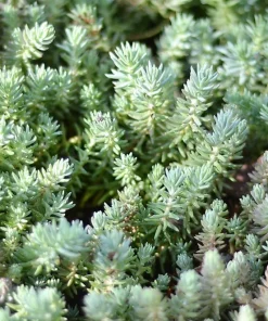 50 Blue Spruce Sedum Reflexum Succulent Stonecrop Goldmoss Yellow Flower Seeds - Image 3