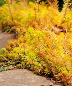 50 Blue Spruce Sedum Reflexum Succulent Stonecrop Goldmoss Yellow Flower Seeds - Image 4