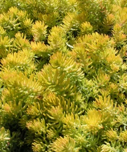 50 Blue Spruce Sedum Reflexum Succulent Stonecrop Goldmoss Yellow Flower Seeds - Image 5
