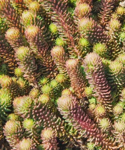 50 Blue Spruce Sedum Reflexum Succulent Stonecrop Goldmoss Yellow Flower Seeds - Image 6