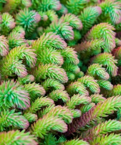 50 Blue Spruce Sedum Reflexum Succulent Stonecrop Goldmoss Yellow Flower Seeds - Image 7
