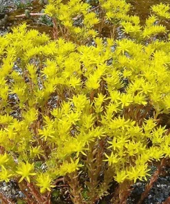 50 Blue Spruce Sedum Reflexum Succulent Stonecrop Goldmoss Yellow Flower Seeds - Image 8