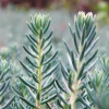 50 Blue Spruce Sedum Reflexum Succulent Stonecrop Goldmoss Yellow Flower Seeds - Image 1