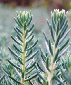 50 Blue Spruce Sedum Reflexum Succulent Stonecrop Goldmoss Yellow Flower Seeds - Image 1