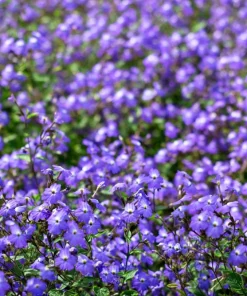 50 Browallia Americana Amethyst Flower Seeds - Violet Blue Purple - Image 2