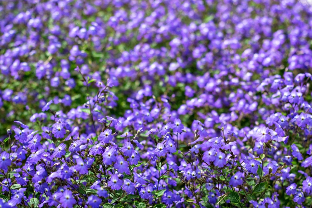 50 Browallia Americana Amethyst Flower Seeds - Violet Blue Purple - Image 2