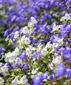 50 Browallia Americana Amethyst Flower Seeds - Violet Blue Purple - Image 3
