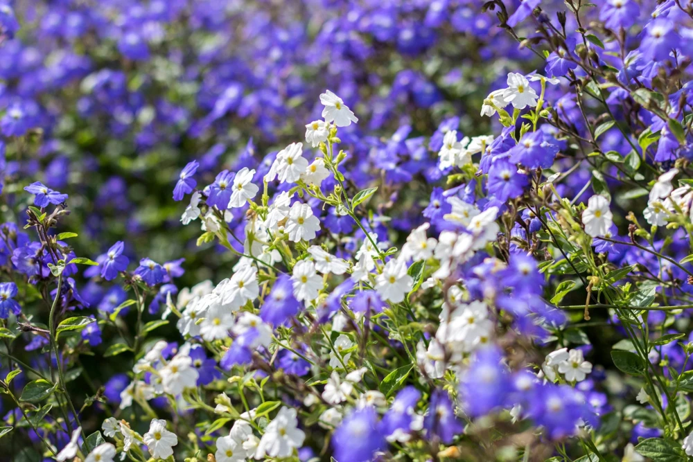 50 Browallia Americana Amethyst Flower Seeds - Violet Blue Purple - Image 3