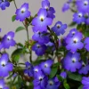 50 Browallia Americana Amethyst Flower Seeds - Violet Blue Purple - Image 1