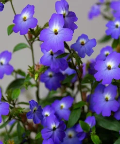 50 Browallia Americana Amethyst Flower Seeds - Violet Blue Purple - Image 1